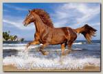 Пазл «Лошадь на пляже» 500 элементов